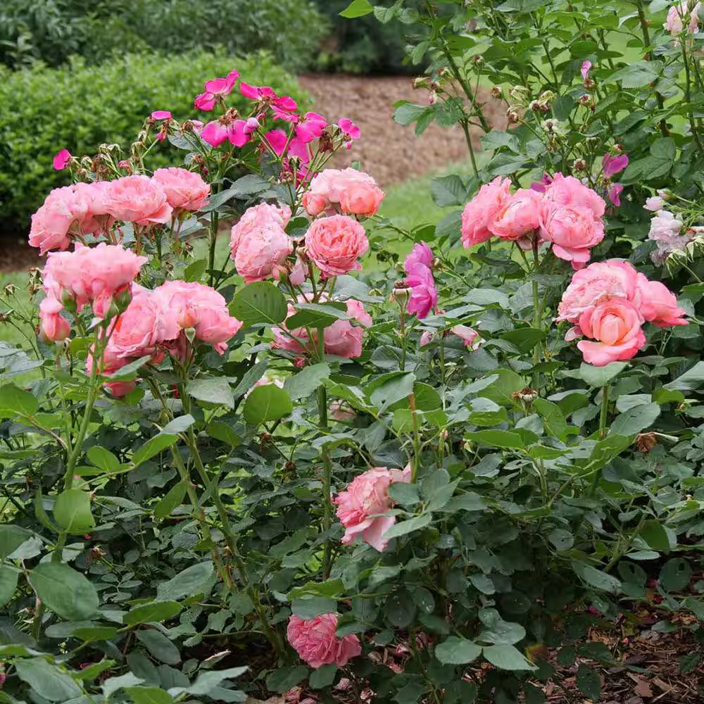 4.5 In. Quart, Reminiscent Coral Rose (Rosa), Live Plant, Shrub, Pink Flowers