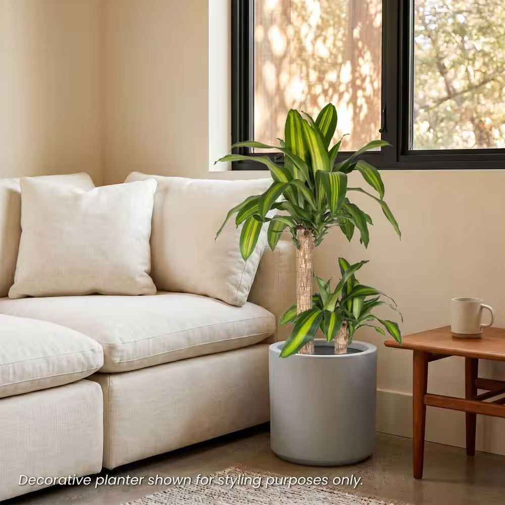 Dracaena Mass Cane Corn Plant 2 Stem Plant in 9.25 Inch Grower Pot