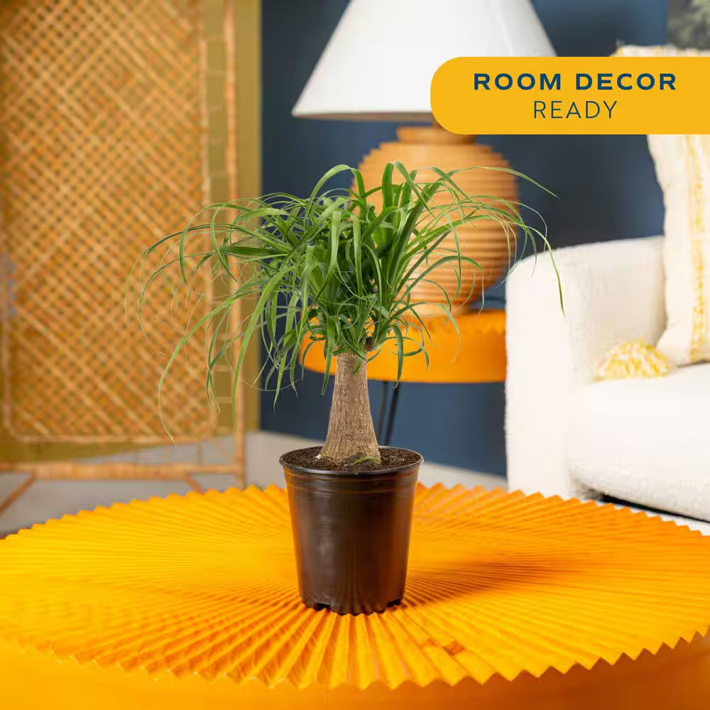 Ponytail Indoor Palm in 6 In. Grower Pot, Avg. Shipping Height 1-2 Ft. Tall