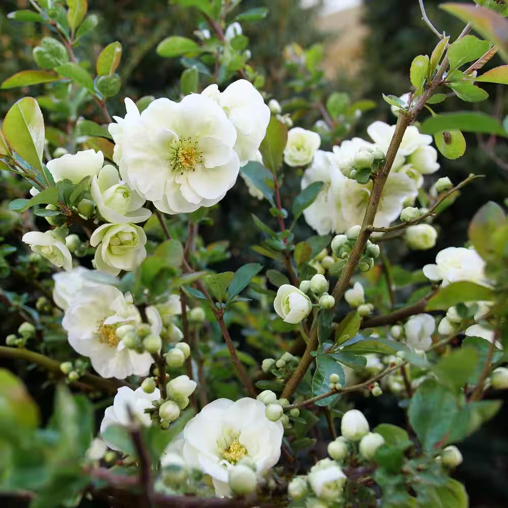 4.5 In. Qt. Double Take Eternal White Quince (Chaenomeles Speciosa) Flowering Shrub with White Flowers
