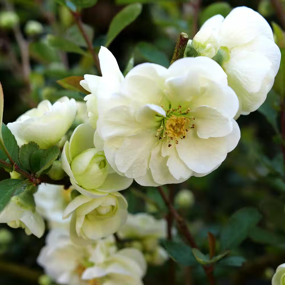 4.5 In. Qt. Double Take Eternal White Quince (Chaenomeles Speciosa) Flowering Shrub with White Flowers