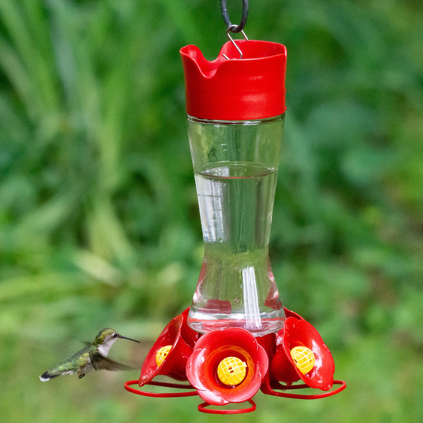 Favored Pinch-Waist Glass Hanging Squirrel-Resistant Nectar Hummingbird Feeder - 16-Oz