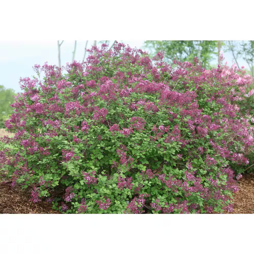 1 Gal. Bloomerang Dark Purple Reblooming Lilac (Syringa) Live Shrub, Purple Flowers