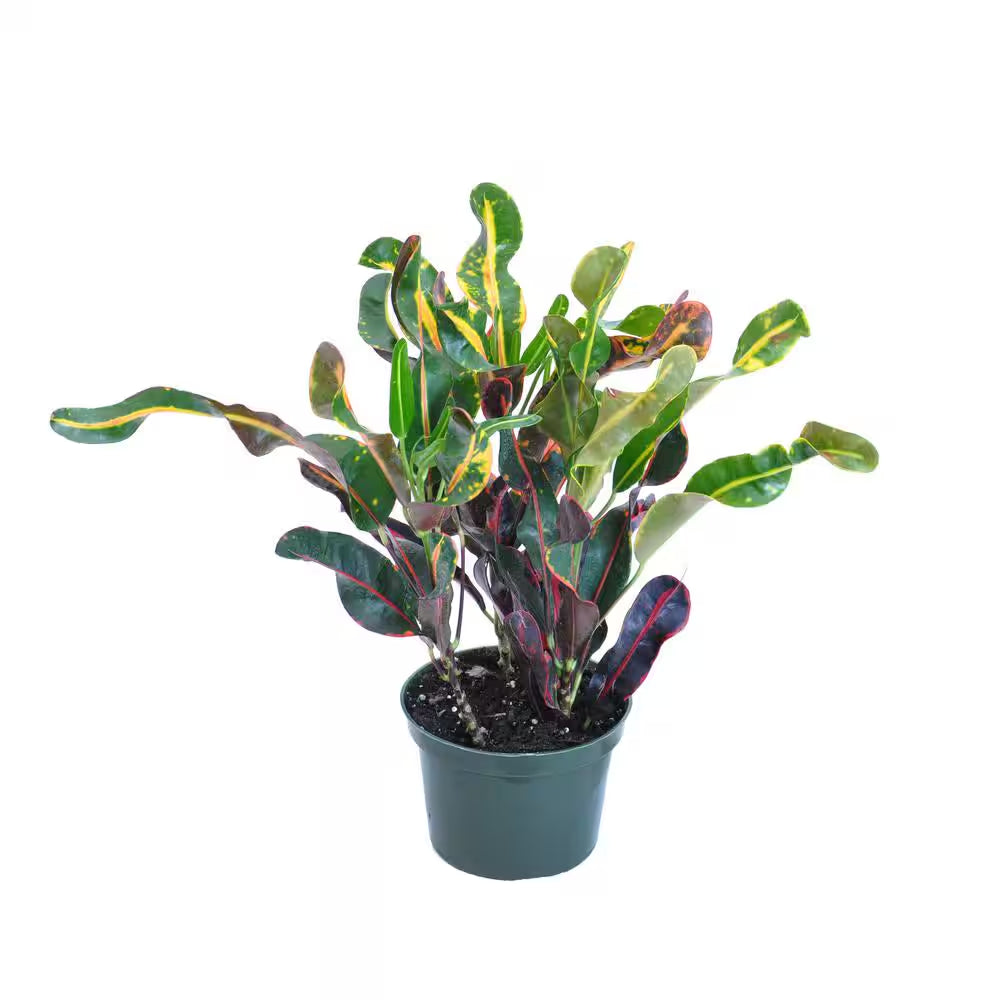 Croton Mammy Codiaeum Variegatum Live Plant in 6 Inch Grower Pot