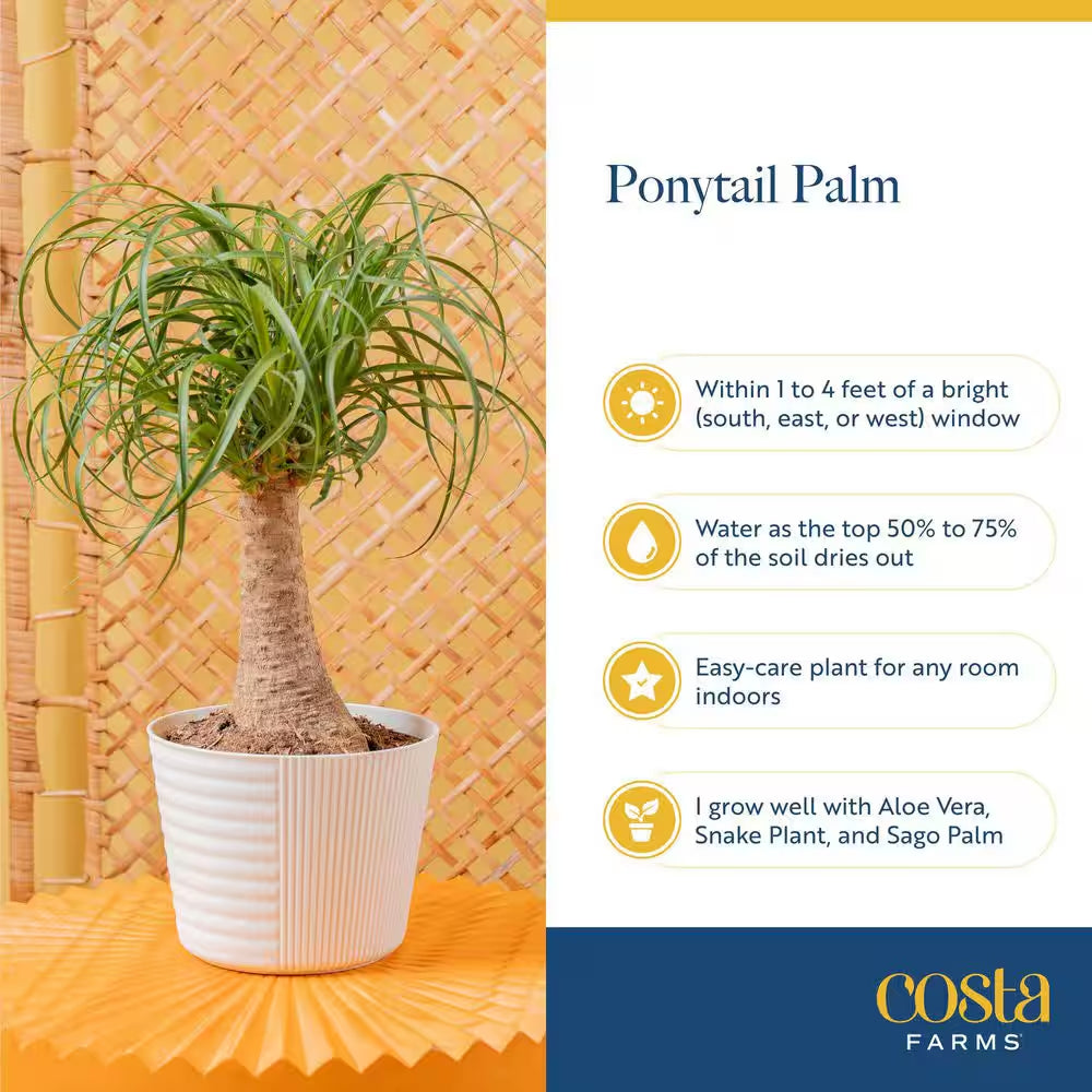 Ponytail Indoor Palm in 6 In. Grower Pot, Avg. Shipping Height 1-2 Ft. Tall