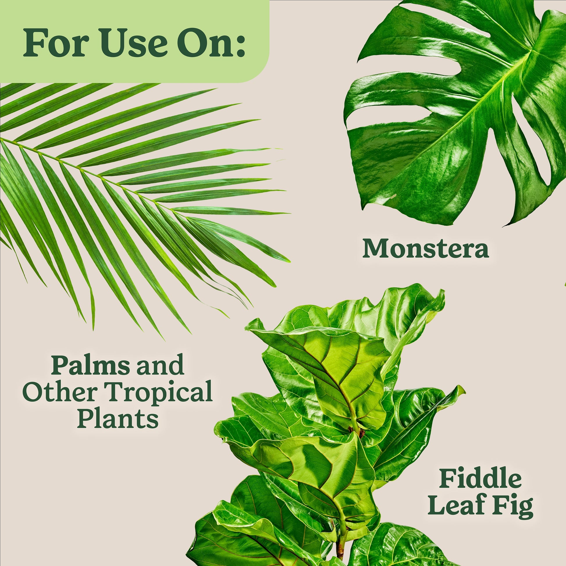 Indoor 6 Quart(S) Tropical and Succulent Potting Soil Mix