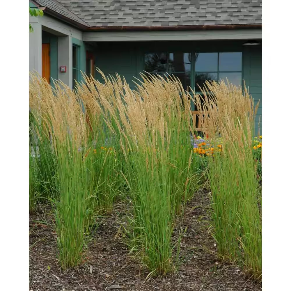 5 Gal. Karl Foerster Feather Reed Grass