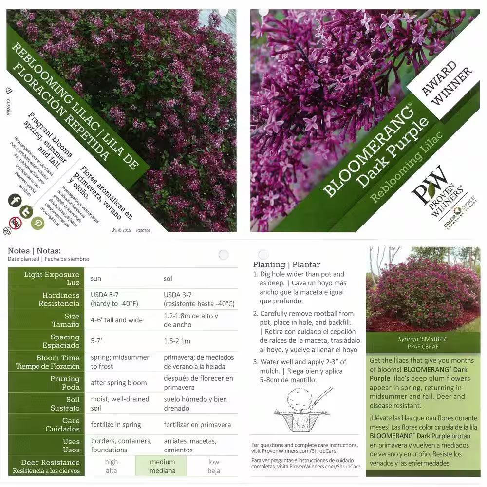 1 Gal. Bloomerang Dark Purple Reblooming Lilac (Syringa) Live Shrub, Purple Flowers
