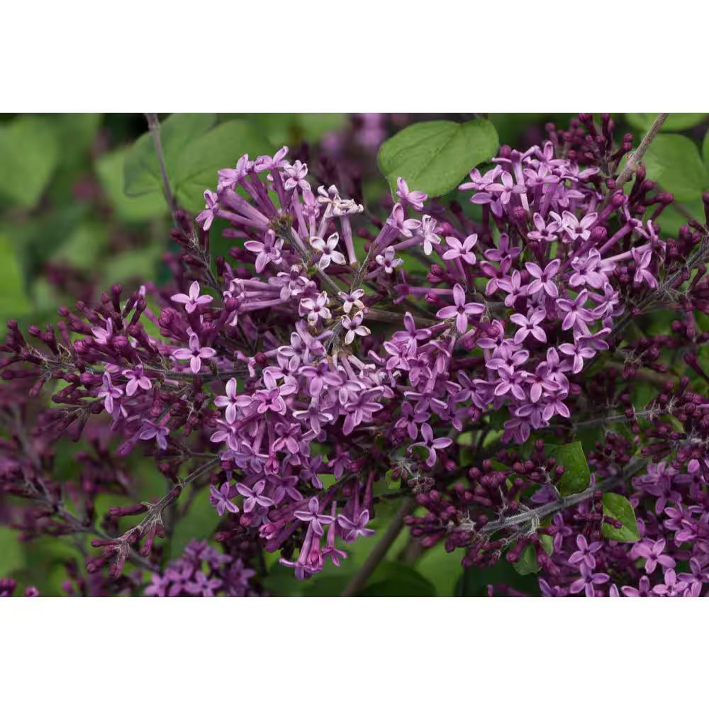 1 Gal. Bloomerang Dark Purple Reblooming Lilac (Syringa) Live Shrub, Purple Flowers