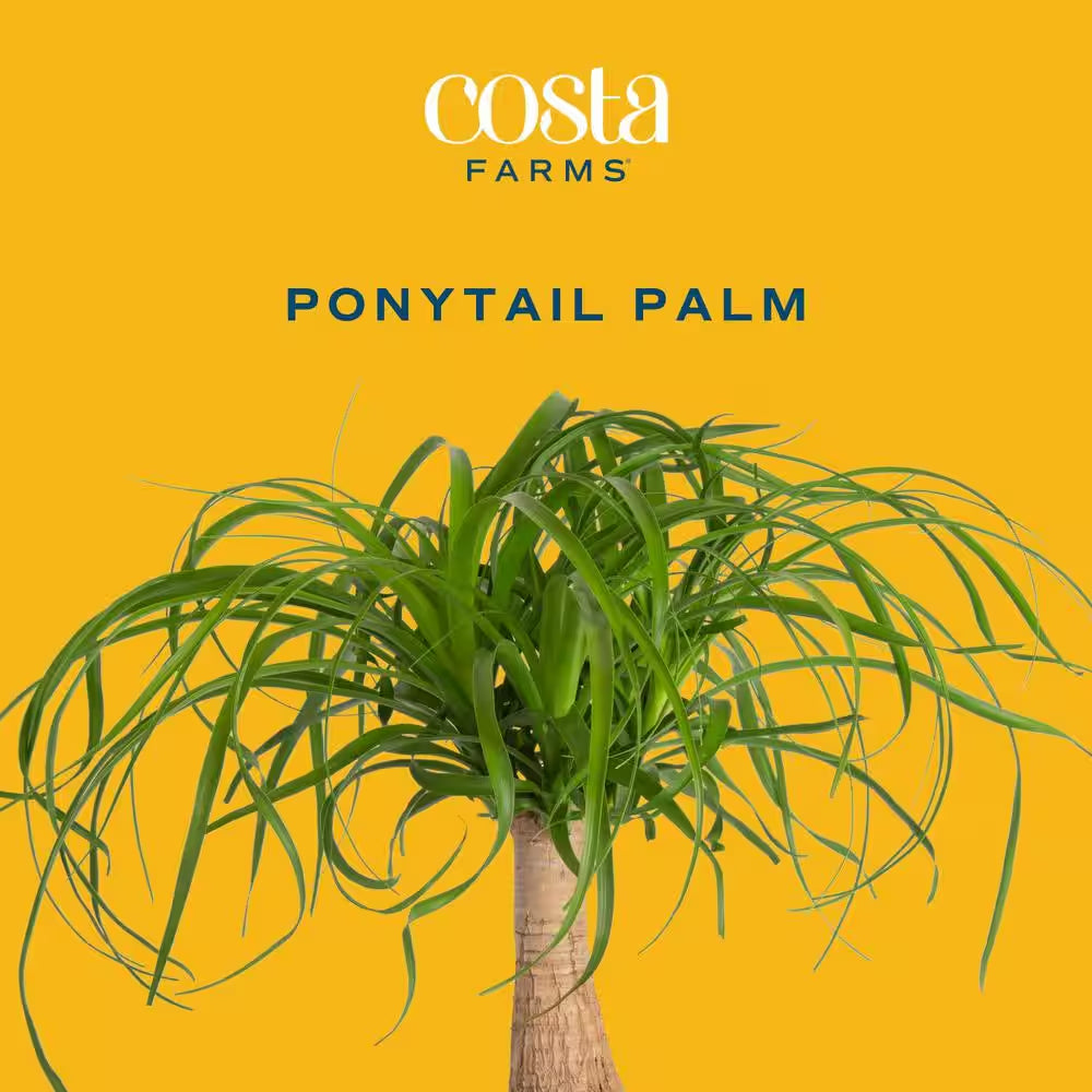 Ponytail Indoor Palm in 6 In. Grower Pot, Avg. Shipping Height 1-2 Ft. Tall