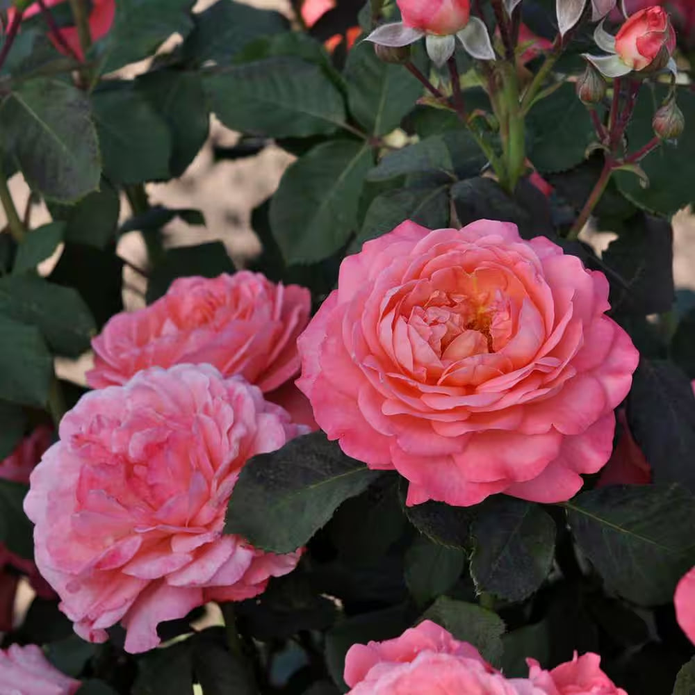 4.5 In. Quart, Reminiscent Coral Rose (Rosa), Live Plant, Shrub, Pink Flowers
