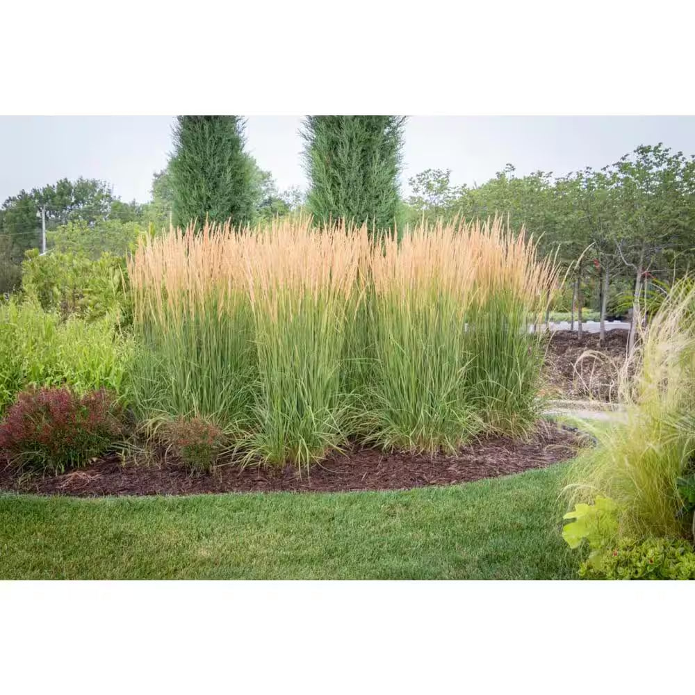 5 Gal. Karl Foerster Feather Reed Grass