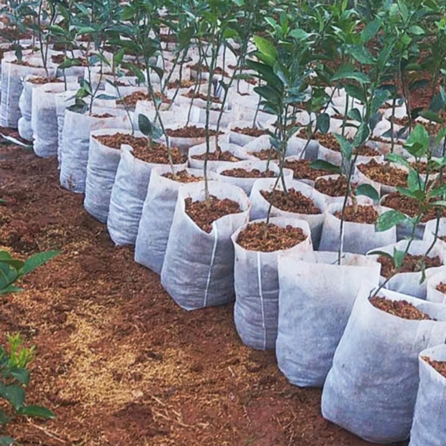 100Pcs Disposable Plant Nursery Bag Great Water Retention Plant Nursery Bag for Improving Plants Survival Rate