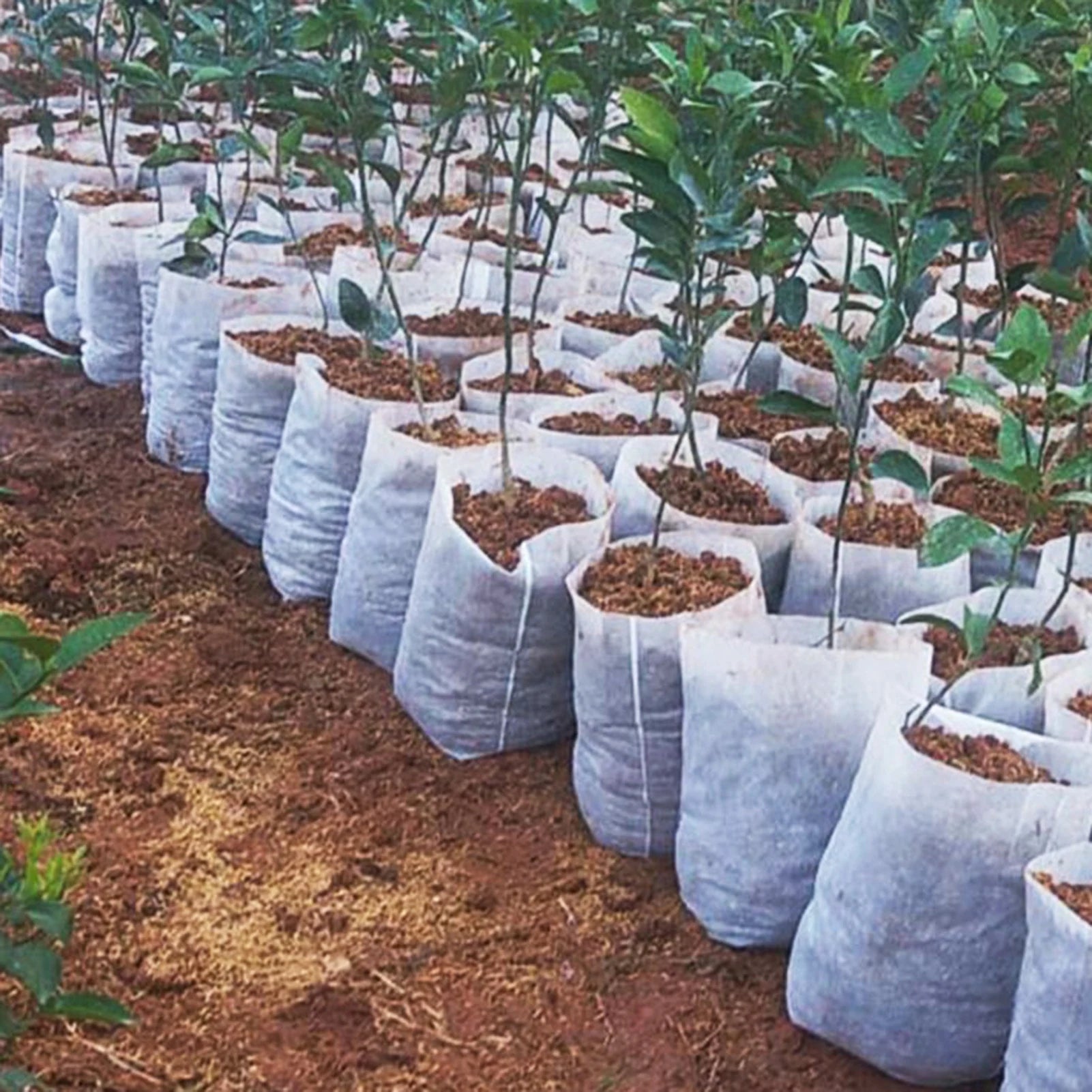 100Pcs Disposable Plant Nursery Bag Great Water Retention Plant Nursery Bag for Improving Plants Survival Rate