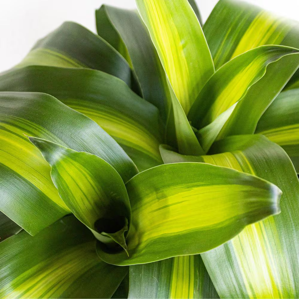 Dracaena Mass Cane Corn Plant 2 Stem Plant in 9.25 Inch Grower Pot