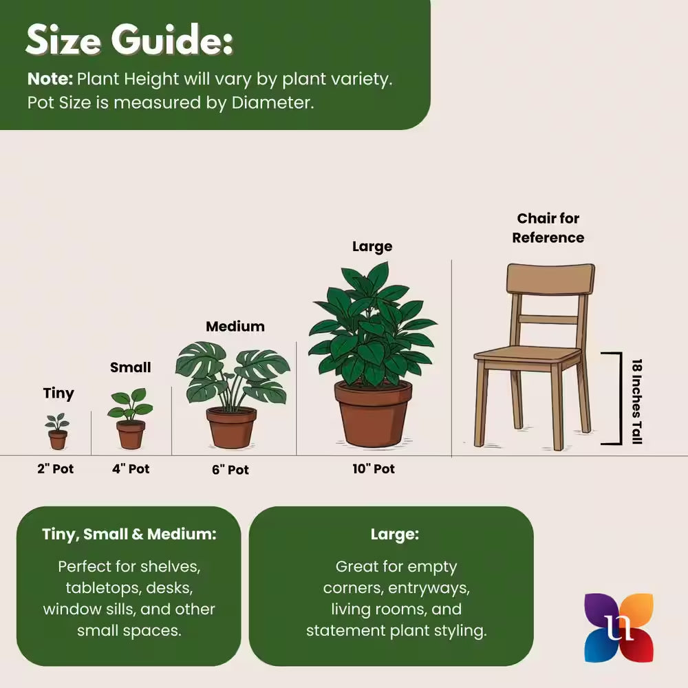 Dracaena Mass Cane Corn Plant 2 Stem Plant in 9.25 Inch Grower Pot
