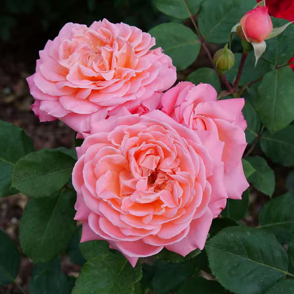 4.5 In. Quart, Reminiscent Coral Rose (Rosa), Live Plant, Shrub, Pink Flowers