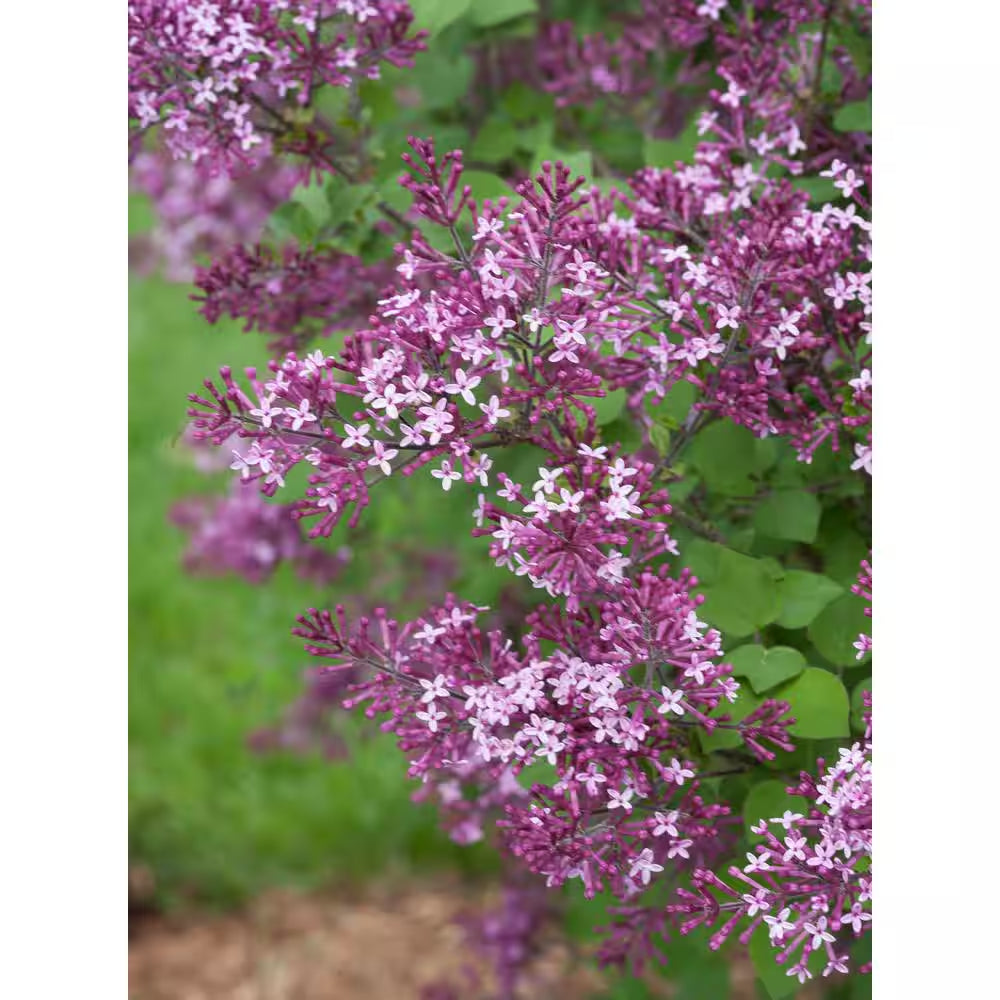1 Gal. Bloomerang Dark Purple Reblooming Lilac (Syringa) Live Shrub, Purple Flowers