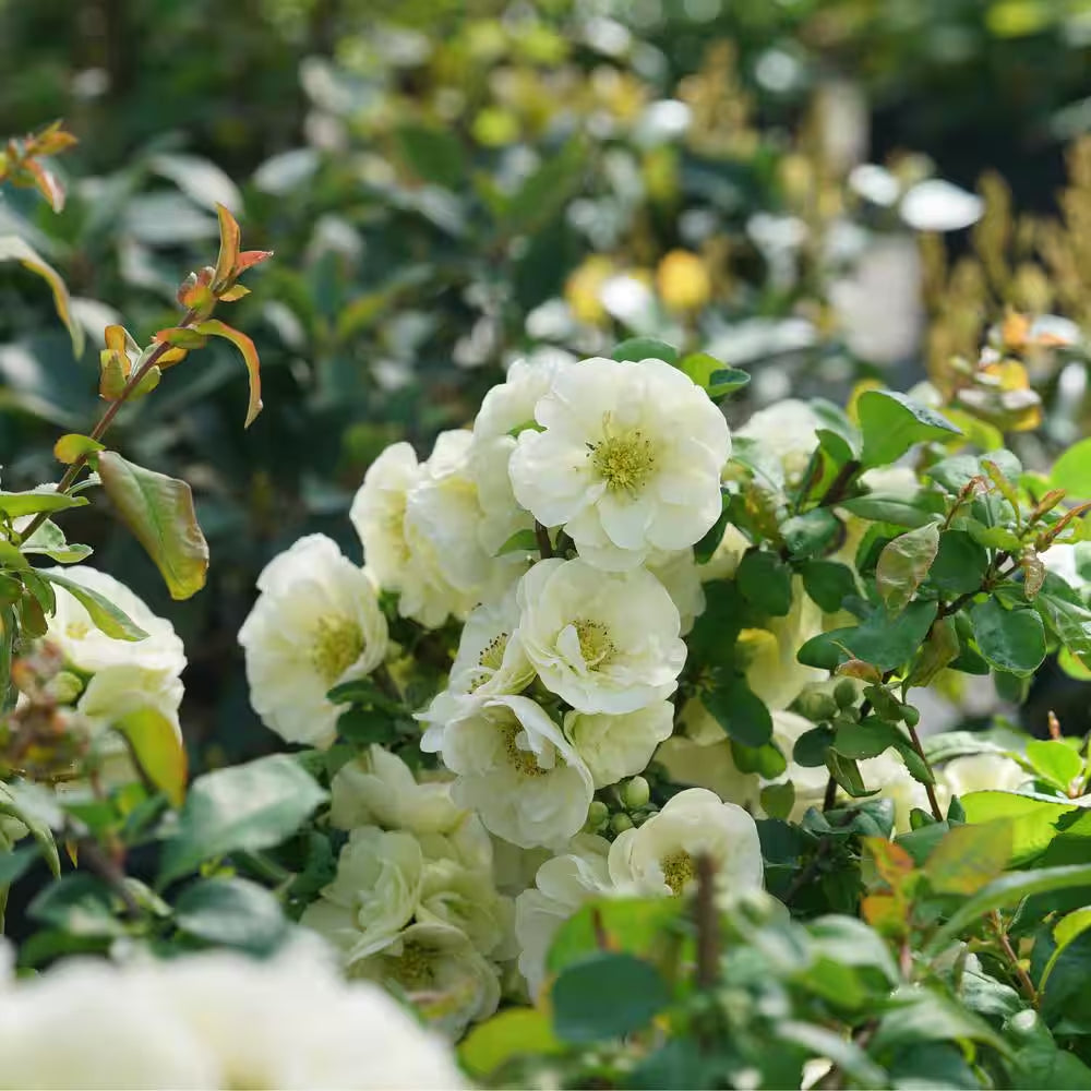 4.5 In. Qt. Double Take Eternal White Quince (Chaenomeles Speciosa) Flowering Shrub with White Flowers