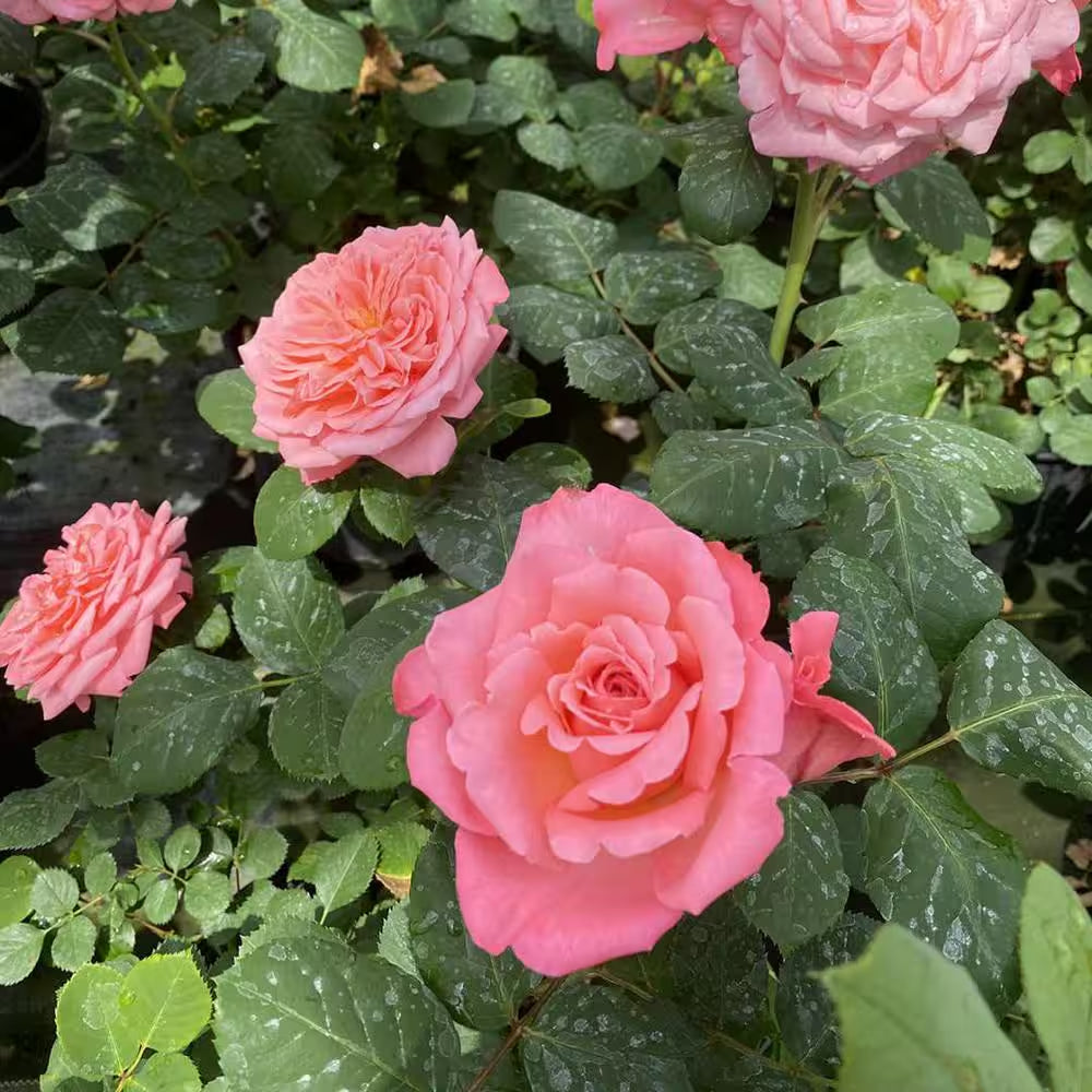 4.5 In. Quart, Reminiscent Coral Rose (Rosa), Live Plant, Shrub, Pink Flowers