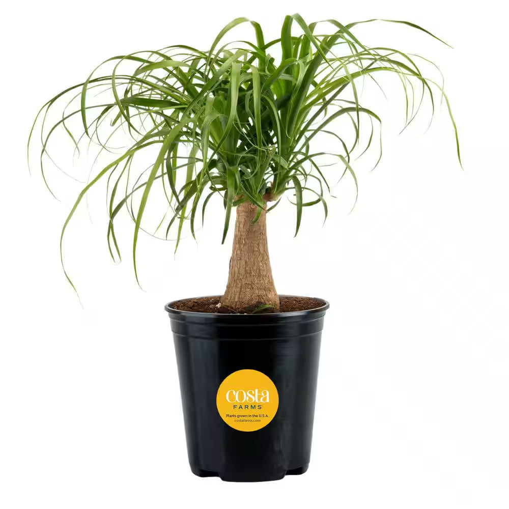 Ponytail Indoor Palm in 6 In. Grower Pot, Avg. Shipping Height 1-2 Ft. Tall