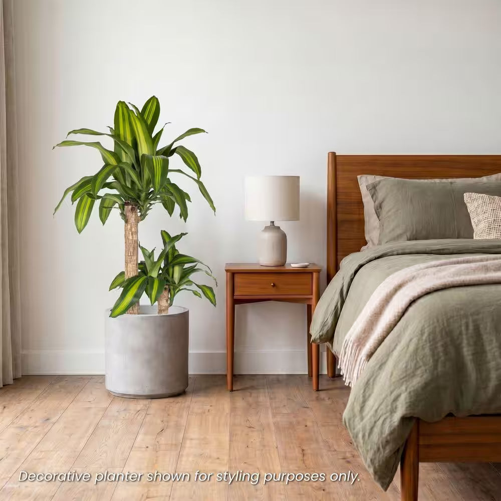 Dracaena Mass Cane Corn Plant 2 Stem Plant in 9.25 Inch Grower Pot